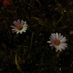 实拍拥挤顶臀视频
